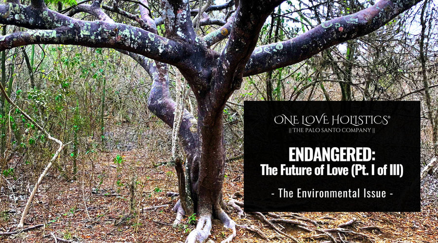 Is Palo Santo Endangered?